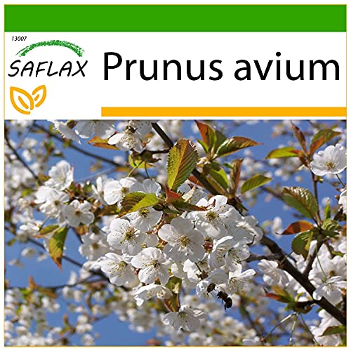 SAFLAX - Vogelkirsche - 10 Samen - Mit keimfreiem Anzuchtsubstrat - Prunus avium von Saflax