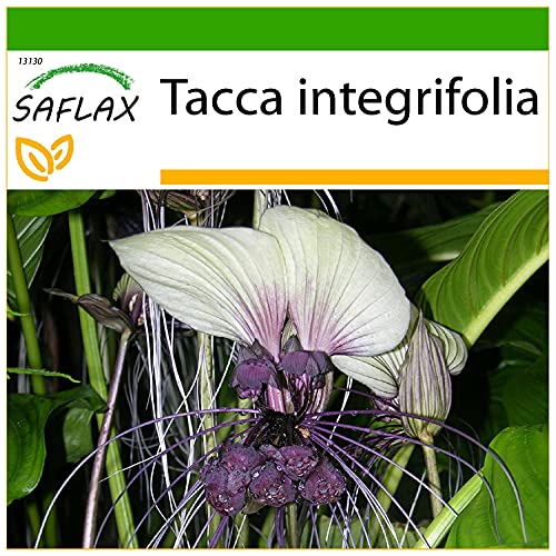 SAFLAX - Weiße Fledermausblume - 10 Samen - Mit keimfreiem Anzuchtsubstrat - Tacca integrifolia von Saflax