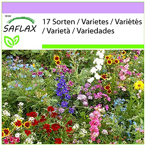 SAFLAX - Wildblumen: Sonnenanbeter - 1000 Samen - 17 Wildflower Mix von Saflax