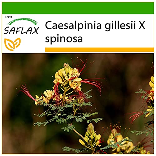 SAFLAX - Winterharter Pfauenstrauch - 10 Samen - Mit keimfreiem Anzuchtsubstrat - Caesalpinia gillesii von Saflax