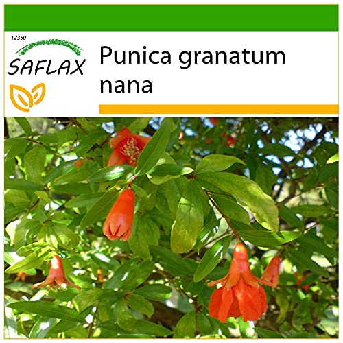 SAFLAX - Zwerg - Granatapfel - 50 Samen - Mit keimfreiem Anzuchtsubstrat - Punica granatum nana von Saflax