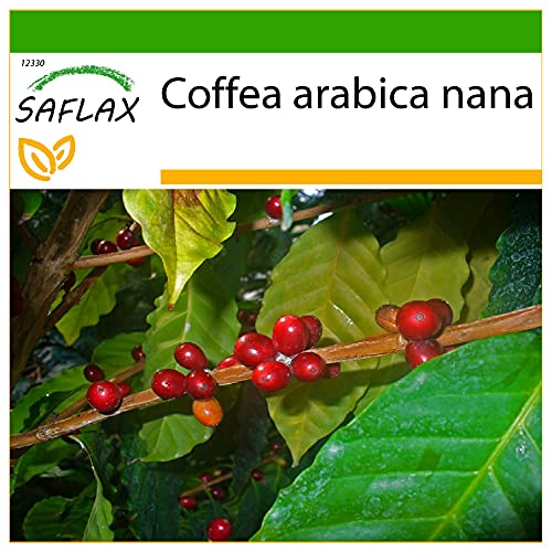 SAFLAX - Zwergkaffee-Strauch - 8 Samen - Mit keimfreiem Anzuchtsubstrat - Coffea arabica nana von Saflax