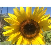 Maximus Sonnenblumensamen von Sagerosemarytyme