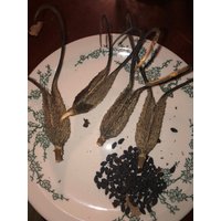 Teufelskralle Samen Teufelskralle Samen von Sagerosemarytyme