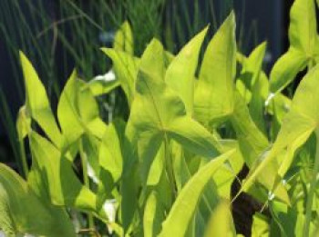 Veränderliches Pfeilkraut, Sagittaria latifolia, Topfware von Sagittaria latifolia