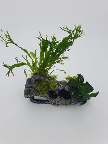 Aquarium Deko Polyresin wunderschönes Garnelenbäumchen römische Amphore klein15x4 cm mit echtem Farn,Anubias uns Moos bepflanzt von Sahawa