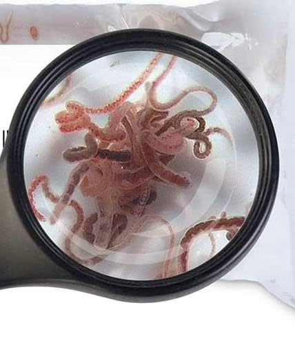 Lebendfutter Sahawa Tubifex 10x 45ml Beutel Fischfutter schneller gekühlter Versand auch im Sommer Lebendfutter Sahawa Tubifex 10x 45ml Beutel Fischfutter schneller gekühlter Versand auch im Sommer von SAHAWA