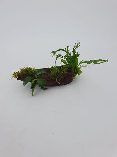 Mangrove Wurzel für Nanobecken mit echtem Farn oder Anubias uns Moos bepflanztGröße ca. 10-15 cm Mangrove Wurzel für Nanobecken mit echtem Farn oder Anubias uns Moos bepflanztGröße ca. 10-15 cm von SAHAWA