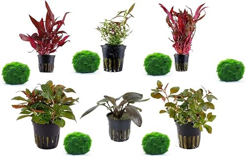 SAHAWA Pflanzen- Set 6 schöne rote Topf Pflanzen Aquariumpflanzenset Nr.10 Wasserpflanzen mit 6 Mooskugeln 1-2 cm von Sahawa