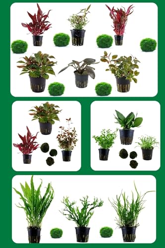 SAHAWA Pflanzen- Set 6 schöne rote Topf Pflanzen Aquariumpflanzenset Nr.10 Wasserpflanzen mit 6 Mooskugeln 1-2 cm von SAHAWA