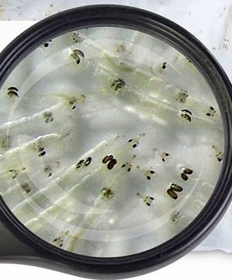 Sahawa Lebendfutter Fischfutter weiße Mückenlarven 10x 45ml Beutel von Sahawa