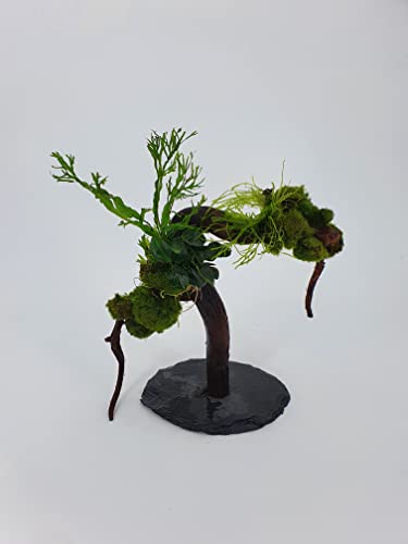 Wasserpflanzen Tropica Garnelenbäumchen Moorwurzel Aquarium Wurzel Bonsai ca.20 cm Mangrove (Moorwurzel) bepflanzt auf Schiefer Wurzel mit Wasserpflanzen (versch.) Abbildung ähnlich von Sahawa