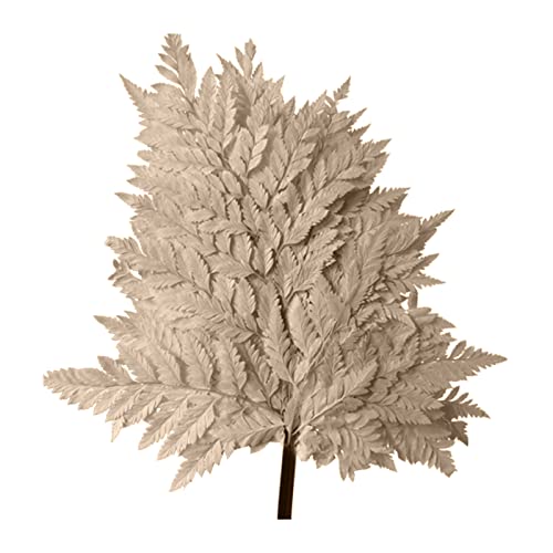 10pcs Natürliche Getrocknete Erhalten Ziegenziegen Zahnfiddlehefarne Trockene Arachnioden Blatt Hochzeitsdekoration Ziegenzahnblume 10pcs Natürliche Getrocknete Erhalten Ziegenziegen Zahnfiddlehefarne Trockene Arachnioden Blatt Hochzeitsdekoration Ziegenzahnblume von Saiyana