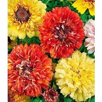 Blumen Samen Chrysantheme Danetti Mix Aus Der Ukraine 80 von SakuraHaruna