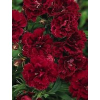 Blumen Samen Dianthus Grenadinen Bordo Aus Der Ukraine 100 von SakuraHaruna