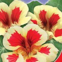 Blumen Samen Nasturtium Erdbeeren Und Creme Aus Der Ukraine 8 von SakuraHaruna