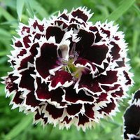 Blumen Samen Nelke Chinese Chianti Aus Der Ukraine 80 von SakuraHaruna