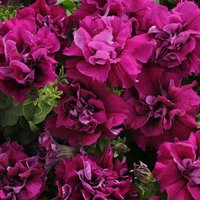 Blumen Samen Petunia Duo Bordo F1 Aus Der Ukraine 10 von SakuraHaruna