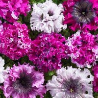 Blumen Samen Petunia Superbissima F1 Aus Der Ukraine 10 von SakuraHaruna