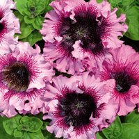 Blumen Samen Petunia Superbissima F1 Aus Der Ukraine 10 von SakuraHaruna