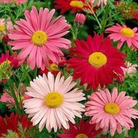 Blumen Samen Pyrethrum Coccineum Aus Der Ukraine 0, 2 G von SakuraHaruna