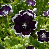 Blumensamen Nemophila Black Penny Aus Der Ukraine 20 Samen von SakuraHaruna