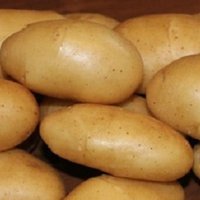 Echte Kartoffelsamen Kaiserin Natürliche Solanum Tuberosum Seltene Gemüsesamen Aus Der Ukraine von SakuraHaruna