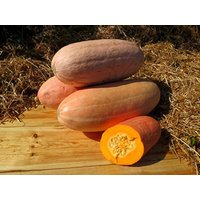 Gemüsesamen Kürbis Rosa Banane Aus Der Ukraine 10 Samen von SakuraHaruna