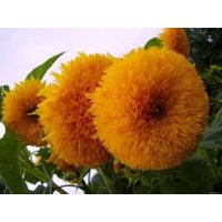 Natürliche Blume Sonnenblume Dekor Teddybär Bio Ukraine Samen von SakuraHaruna