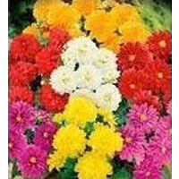 Natürliche Blumen Dahlie Frottee Extreme Blend Ukraine Samen Bio Natürliche Blumen Dahlie Frottee Extreme Blend Ukraine Samen Bio von SakuraHaruna