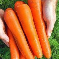 Natürliche Gemüse Riesen Karotten Königin Des Herbstes Samen Bio Ukraine Natürliche Gemüse Riesen Karotten Königin Des Herbstes Samen Bio Ukraine von SakuraHaruna