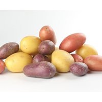 Natürliche Kartoffelsamen Set 8 Packungen Solanum Tuberosum Gemüsesamen Aus Der Ukraine von SakuraHaruna