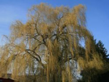 Trauerweide 'Tristis Resistenta', 80-100 cm, Salix alba 'Tristis Resistenta', Topfware von Salix alba 'Tristis Resistenta'