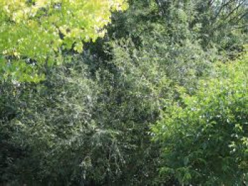 Silber-Weide / Kopfweide, 60-100 cm, Salix alba, Wurzelware von Salix alba