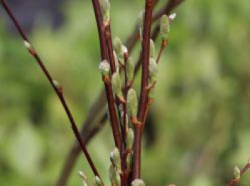 Ohrweide / Salbeiweide, 60-100 cm, Salix aurita, Containerware Ohrweide / Salbeiweide, 60-100 cm, Salix aurita, Containerware von Salix aurita