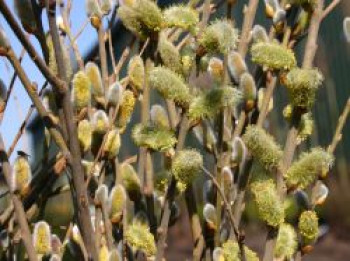 Männliche Salweide 'Mas', 60-100 cm, Salix caprea 'Mas', Containerware von Salix caprea 'Mas'
