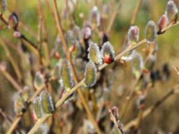 Aschweide / Grauweide, 60-100 cm, Salix cinerea, Containerware von Salix cinerea