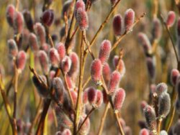 Rosa Riesen-Salweide 'Mount Aso', 80-100 cm, Salix gracilistyla 'Mount Aso', Containerware XXL von Salix gracilistyla 'Mount Aso'