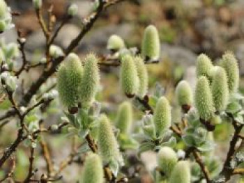 Schweizer Kätzchenweide, 40-60 cm, Salix helvetica, Containerware von Salix helvetica