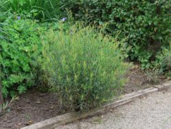 Kugelweide 'Nana', 60-100 cm, Salix purpurea 'Nana', Containerware von Salix purpurea 'Nana'