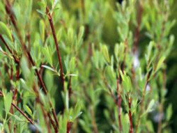 Bachweide / Purpurweide, 60-100 cm, Salix purpurea, Containerware von Salix purpurea