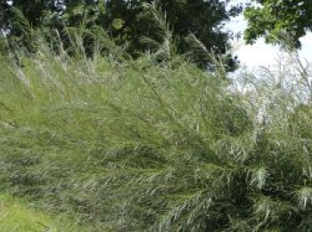 Rosmarinweide, 40-60 cm, Salix rosmarinifolia, Containerware von Salix rosmarinifolia