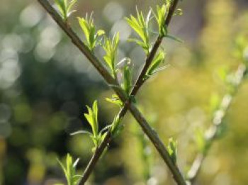 Korbweide / Flechtweide 'Weidentipi', 120-150 cm, Salix viminalis 'Weidentipi', Wurzelware von Salix viminalis 'Weidentipi'