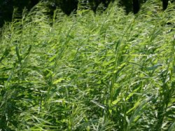 Korbweide / Flechtweide / Hanfweide, 60-100 cm, Salix viminalis, Containerware Korbweide / Flechtweide / Hanfweide, 60-100 cm, Salix viminalis, Containerware von Salix viminalis