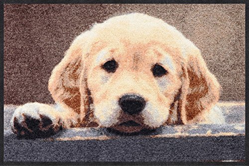 Salonloewe Nosy Dog Fußmatte 50 x 75 cm Türmatte, Schmutzfangmatte, Hundefussmatte, Fußmatte Hundemotiv waschbar, Hund, Retriver von Salonloewe