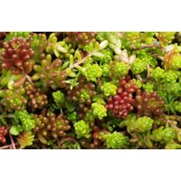 10 Sedum | Homulica Junge Sukkulenten Bewurzelt Stecklinge Winterhartes Ganzjähriges Grün Ideal Für Steingärten Töpfe Bodendecker Körbe Wannen von Salsplantshop