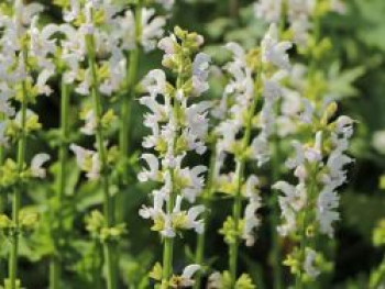 Blüten-Salbei Color Spires 'Snow Kiss', Salvia Hybrid Color Spires 'Snow Kiss', Topfware von Salvia Hybrid Color Spires 'Snow Kiss'