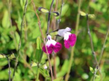 Strauchiger Salbei 'Amethyst Lips', Salvia greggii 'Amethyst Lips', Topfware von Salvia greggii 'Amethyst Lips'