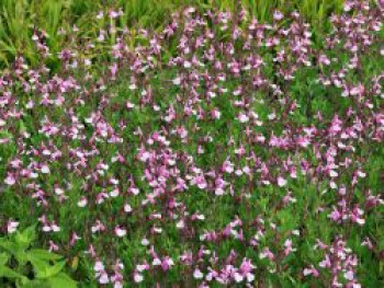 Strauchiger Salbei 'Joy', Salvia greggii 'Joy', Topfware von Salvia greggii 'Joy'