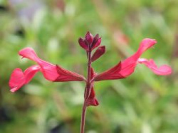 Strauchiger Salbei 'Lipstick', Salvia greggii 'Lipstick', Topfware von Salvia greggii 'Lipstick'